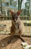 4月13日撮影。まだあどけない表情にきゅん!（池田動物園岡山県岡山市北区京山2-5-1）