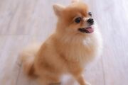 JALがペット輸送で犬の死亡事故、飼い主の自宅まで行き土下座で謝罪も“メディア公表”を拒否して飼い主に告げた「10万円で手を打って」 真相をJALに直撃！
