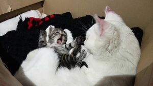 『潜入！ 秘密のネコワールド』(c)NHK