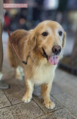 草笛光子が可愛がっていたゴールデンレトリバーのサヴィくん（2024年撮影）
