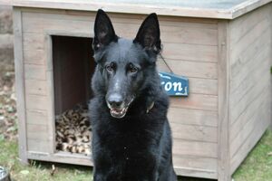 シェアハウスのおじさま犬　(c)TBS