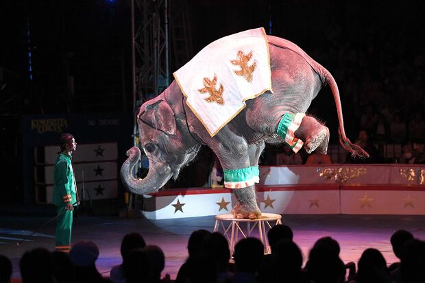 サーカスの花形、ゾウへの感謝も忘れない。ゾウの支援をし続けている　撮影／渡邉智裕