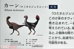 カーンは全長1・8mのオヴィラプトル類。翼をもった、鳥にも似た恐竜