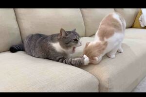 ケンカの様子を撮影した動画は複数ある（『もちまる日記』YouTubeより）