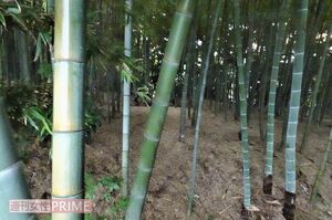 殺害現場となった竹林は丘の上にあり昼間でも薄暗く、人通りも皆無だった