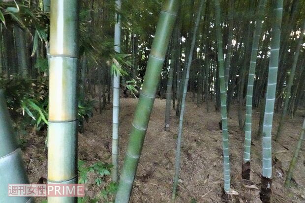 殺害現場となった竹林は丘の上にあり昼間でも薄暗く、人通りも皆無だった