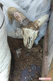 袋の下から現れた白骨化した羊(ムフロン)の頭部。毛など一部の組織が残っていたため死臭を放っていたという(提供同)