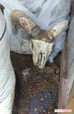 袋の下から現れた白骨化した羊(ムフロン)の頭部。毛など一部の組織が残っていたため死臭を放っていたという(提供同)