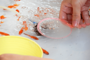 ポイ。名前の由来は、金魚を○○ッとすくう動作から。または、破れたら○○ッと捨てられるから、といわれる。ポイは最初に全部水に濡らし、斜めに入れて水の抵抗を少なくしよう。尾びれはのせないように!