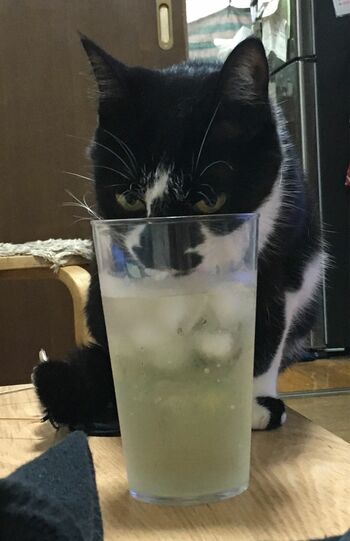「緑茶ハイうまいにゃー」ミャーさん・9歳。置いてあるドリンクはすべて自分のものだと思っているそう。(※画像は飼い主提供)