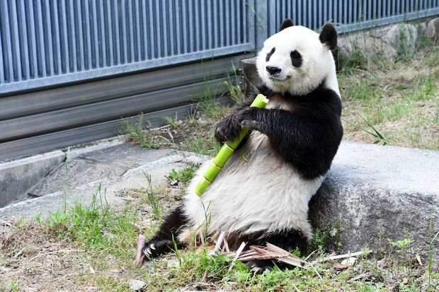最近のタンタンのもぐもぐタイムの様子。食欲旺盛で、好きな食べ物はリンゴとタケノコ。表情もまさにご機嫌　写真／神戸市立王子動物園