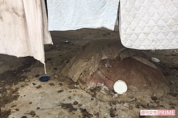 5月上旬に撮影された施設内の様子。排せつ物は片付けられていない（読者提供）