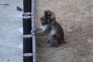 赤ちゃんサルに飛びつかれるパンチくん(市川市動植物園公式Xより)