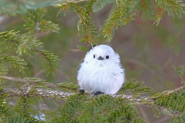 ｢可愛いけど、雪だるまみたい｣なんていう声も……。ちょっと納得!?　写真提供／小原玲