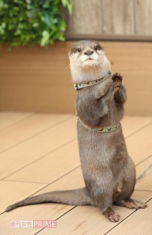 やまと　撮影／吉岡竜紀