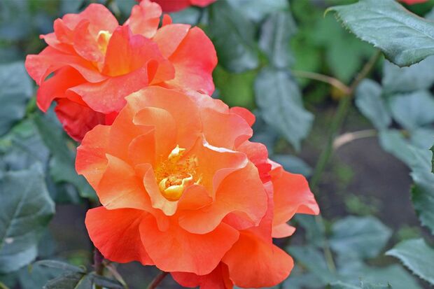 『プリンセス・ミチコ』は濃いオレンジ色のバラ。柔らかな香りと丸い花弁が特徴だ