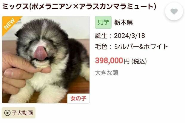 ポメラニアンとアラスカンマラミュートをかけ合わせた子犬のブリーダー情報（現在は削除済み）