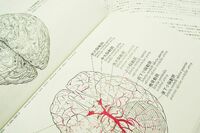 がんの新常識「高学歴な人ほど脳腫瘍に注意」「夜食でがんリスクが高まる」など