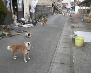  ［写真］東日本大震災発生後、被災地に向かった「犬猫みなしご救援隊」。避難所に連れ込めずに放置された犬や猫の中には、首輪につながれ身動きがとれずに命を落とした子も。