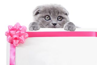 【心理診断】「守ってあげたい!」と思わせる度は何%?