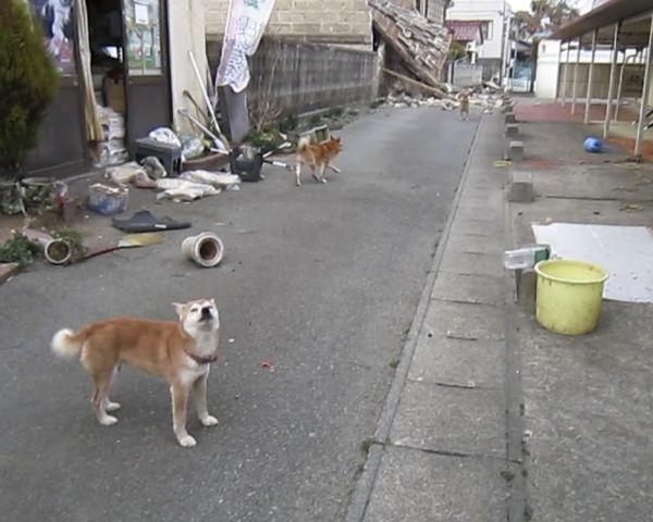 ［写真］東日本大震災発生後、被災地に向かった「犬猫みなしご救援隊」。避難所に連れ込めずに放置された犬や猫の中には、首輪につながれ身動きがとれずに命を落とした子も。