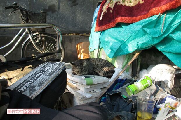 猫を飼うホームレスも多い