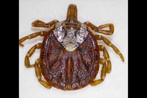 国内にいる主なマダニであるタカサゴキララマダニ