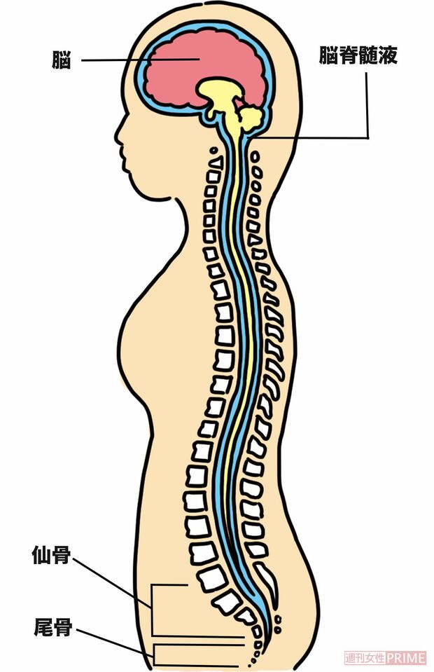 人間の骨格　イラスト／ちんぱん