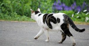  10月5日、北区の駐車場前、道路の端に猫の死骸が