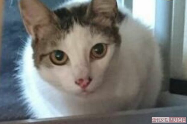 細川弁護士らが勝訴した裁判の行方不明になった猫7匹のうち2匹。被告の20代の男は「ボランティアが里親に出した」などと言い続け、猫は戻らなかった（細川弁護士提供）