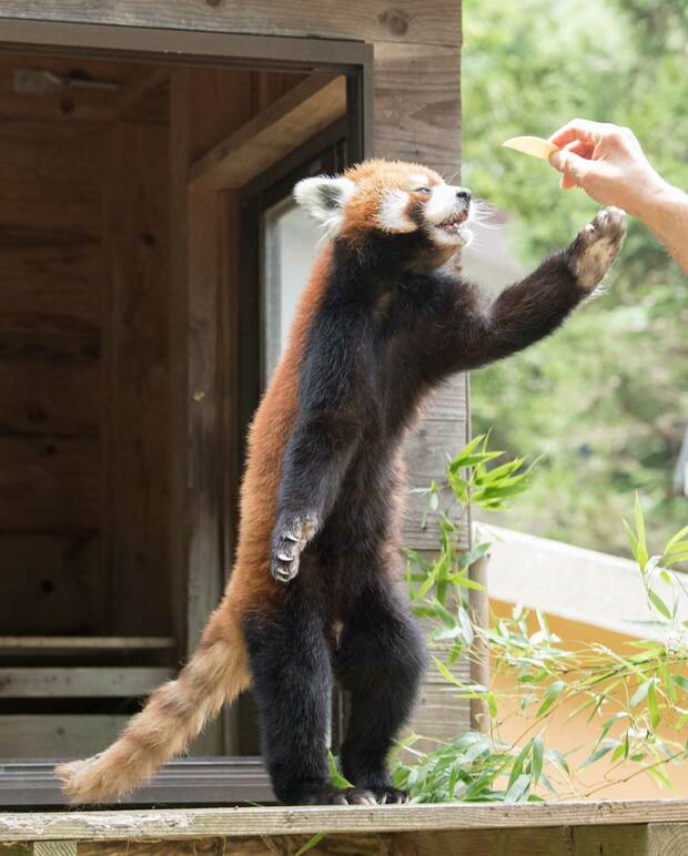 現在の風太。落ち着いた大人の風格が漂う