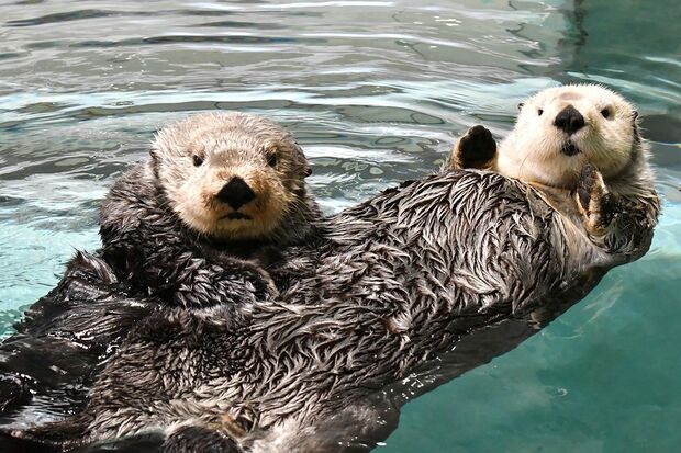ラッコのリロとマナ　写真提供／マリンワールド海の中道