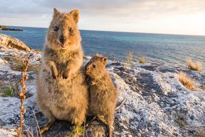 世界一幸せな動物 クオッカワラビーの特別なパワー ストレスが全部吹き飛ぶ ニュース概要 週刊女性prime