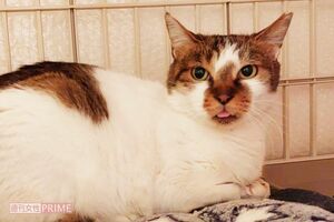 2匹の保護猫“フジ”と“キリ”を飼っているが、さらに昨年11月、新たにこの野良猫を保護することに。“ロク”と命名