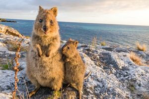 現在はオーストラリアのロットネスト島にのみ生息するクオッカ。現地でも知る人ぞ知る存在だった　撮影／アラン・ディクソン