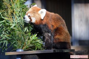 レッサーパンダほか、ライオンやキリンなどの大型動物、爬虫類館も充実　撮影／渡邉智裕