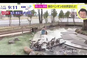 加藤浩次の“フリ”を受けて、ペンギンのいる池に落下したオードリー春日俊彰