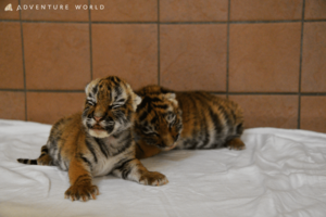 アムールトラ(5月19日生まれ)生後1か月ごろ。目がぱっちり!(写真/アドベンチャーワールド)