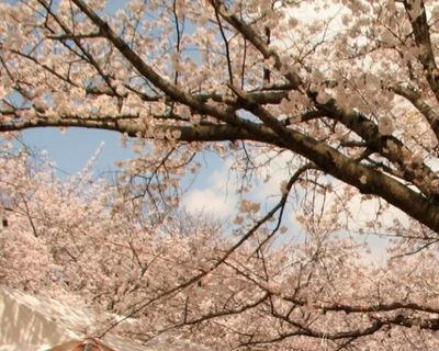 マナーの悪い中国人花見客に「日本のルールに合わせろ」の声