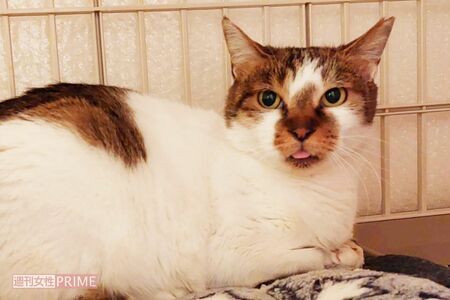 2匹の保護猫“フジ”と“キリ”を飼っているが、さらに昨年11月、新たにこの野良猫を保護することに。“ロク”と命名