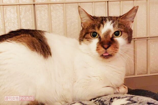 2匹の保護猫“フジ”と“キリ”を飼っているが、さらに昨年11月、新たにこの野良猫を保護することに。“ロク”と命名