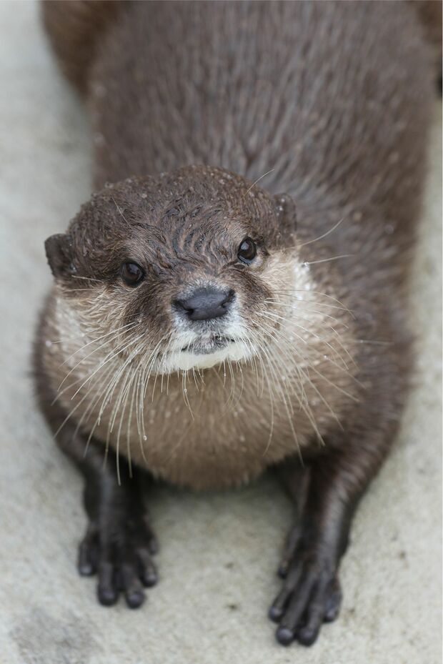 わらび（コツメカワウソ）＠秋田市大森山動物園〜あきぎんオモリンの森〜