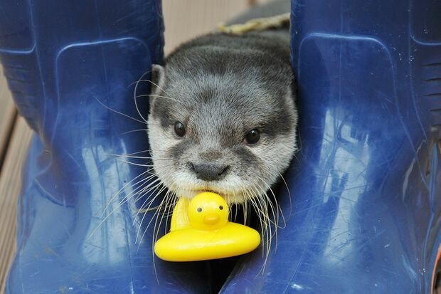 やまと（コツメカワウソ）＠サンシャイン水族館
