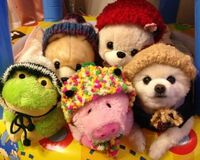 CMや雑誌で人気　ポメラニアンの俊介くんは病院がキライ