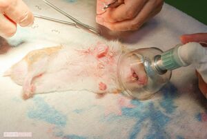 麻酔で眠らされるハムスター