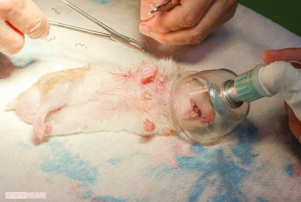 麻酔で眠らされるハムスター