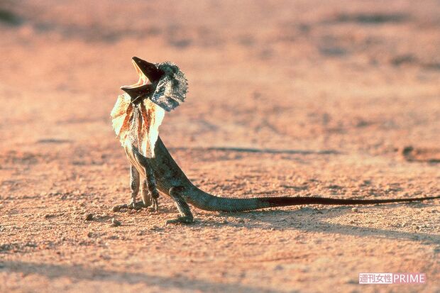 エリマキトカゲ