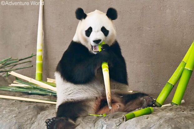 アドベンチャーワールドの楓浜、現在は中国の「成都ジャイアントパンダ繁殖研究基地」で会うことができる（アドベンチャーワールド公式Instagramより）