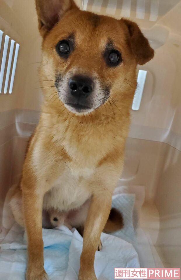 保護された犬は少しずつ落ち着きを取り戻している（関係者提供）