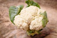 【知って楽しい雑学】旬を迎えたカリフラワーは、ブロッコリーと違ってなぜ生食向きなの? カリコリとした…
